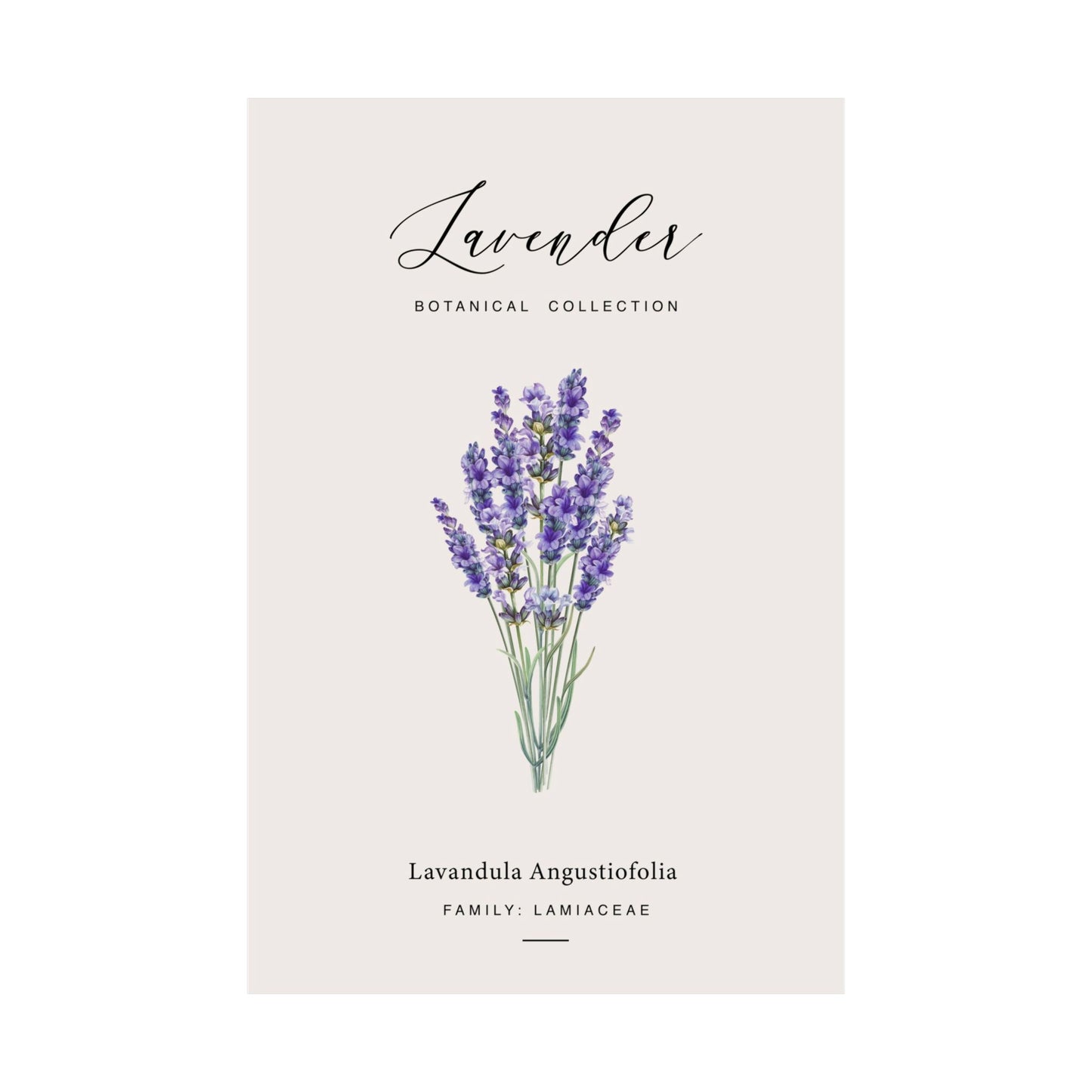 Flat view of the Lavender Botanical Collection poster showing the Lavandula angustifolia botanical illustration on a cream background