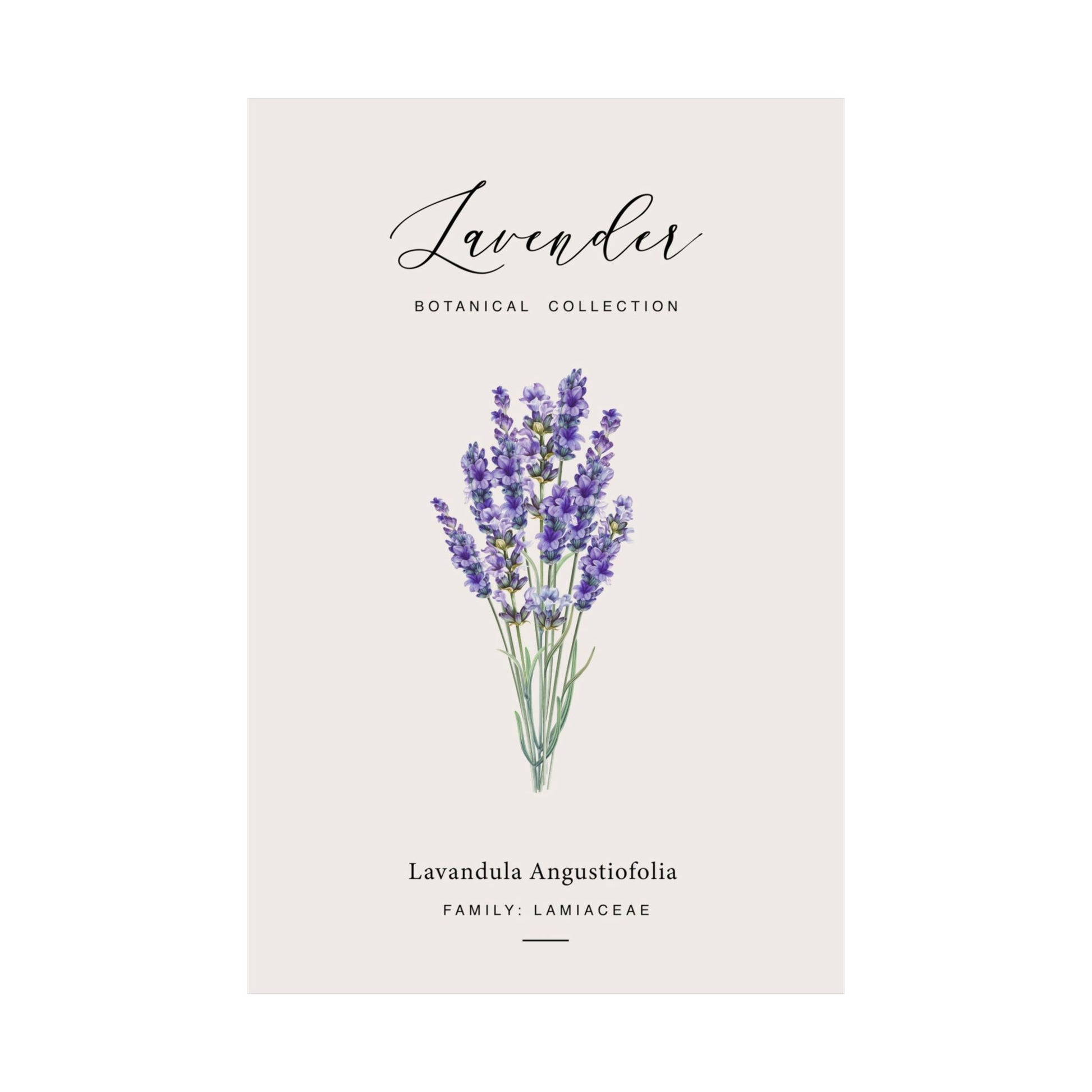 Flat view of the Lavender Botanical Collection poster showing the Lavandula angustifolia botanical illustration on a cream background