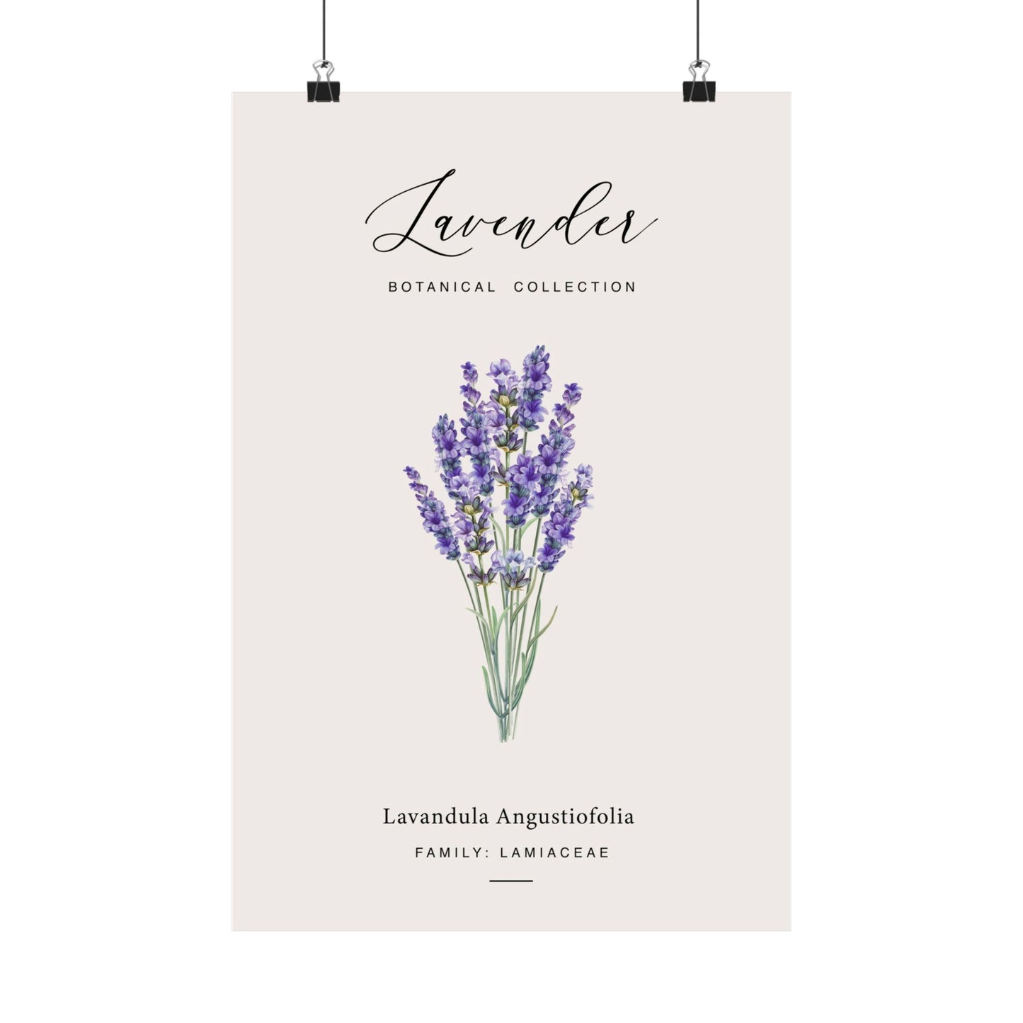 Lavender Botanical Collection poster displayed with black clip hanging hardware and suspension strings at the top