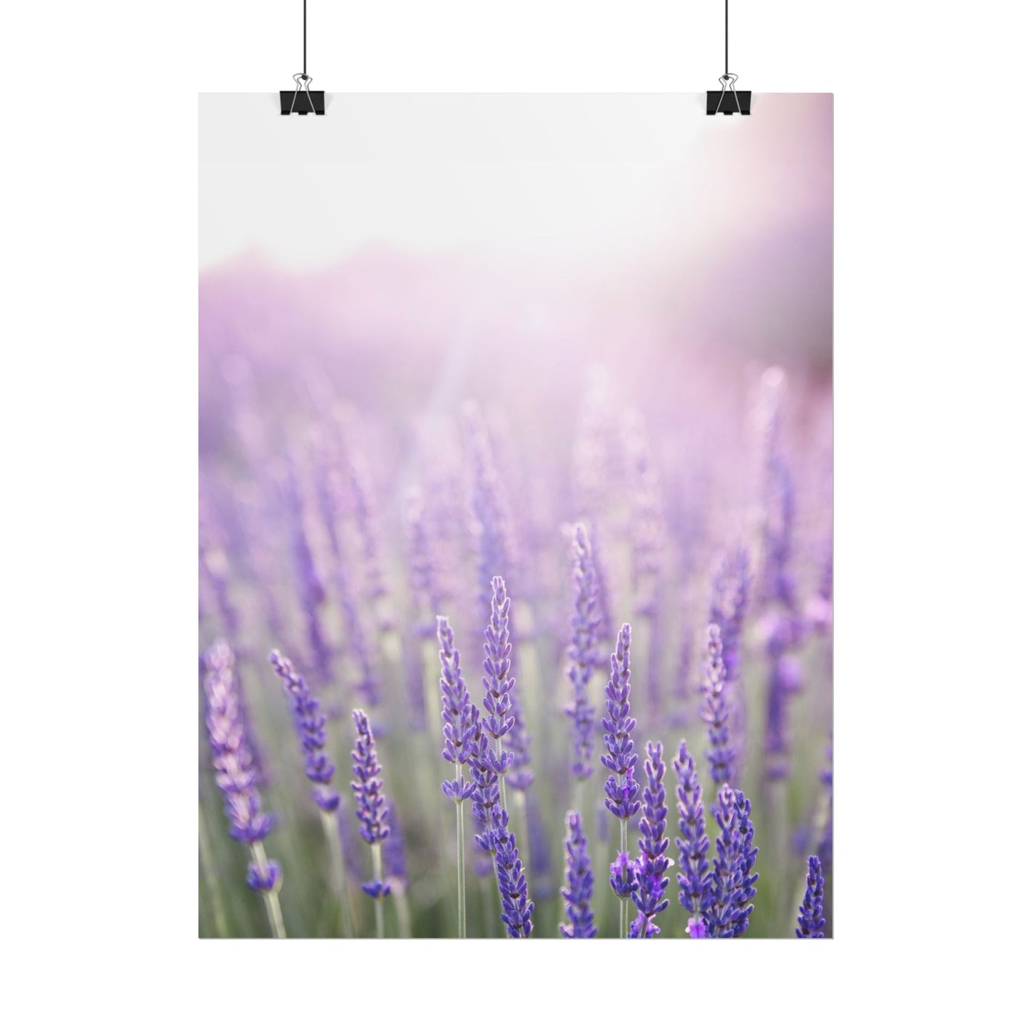 Lavender field poster print hanging by clips against a white background