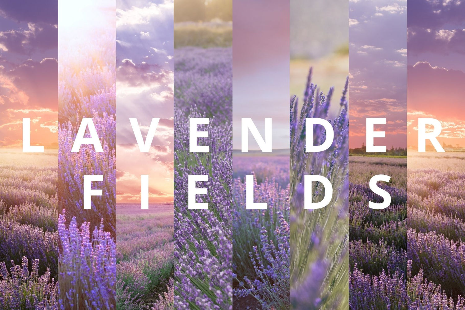 Lavender Fields digital design collection banner with lavender field photos and the title text Lavender Fields