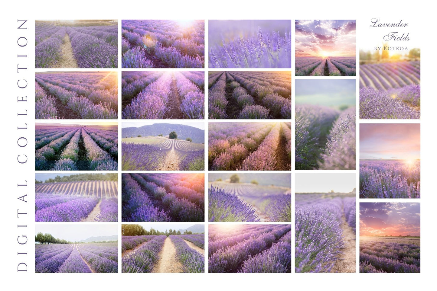 Grid preview of 20 lavender field photography images included in the Lavender Fields digital collection by Kotkoa