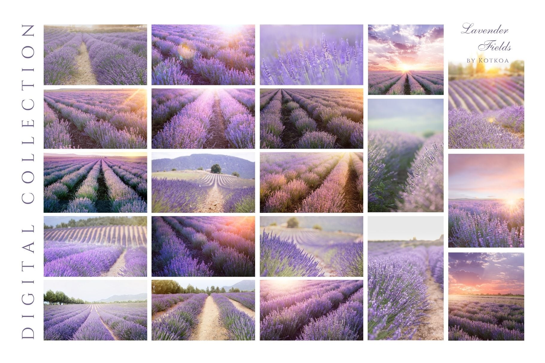 Grid preview of 20 lavender field photography images included in the Lavender Fields digital collection by Kotkoa