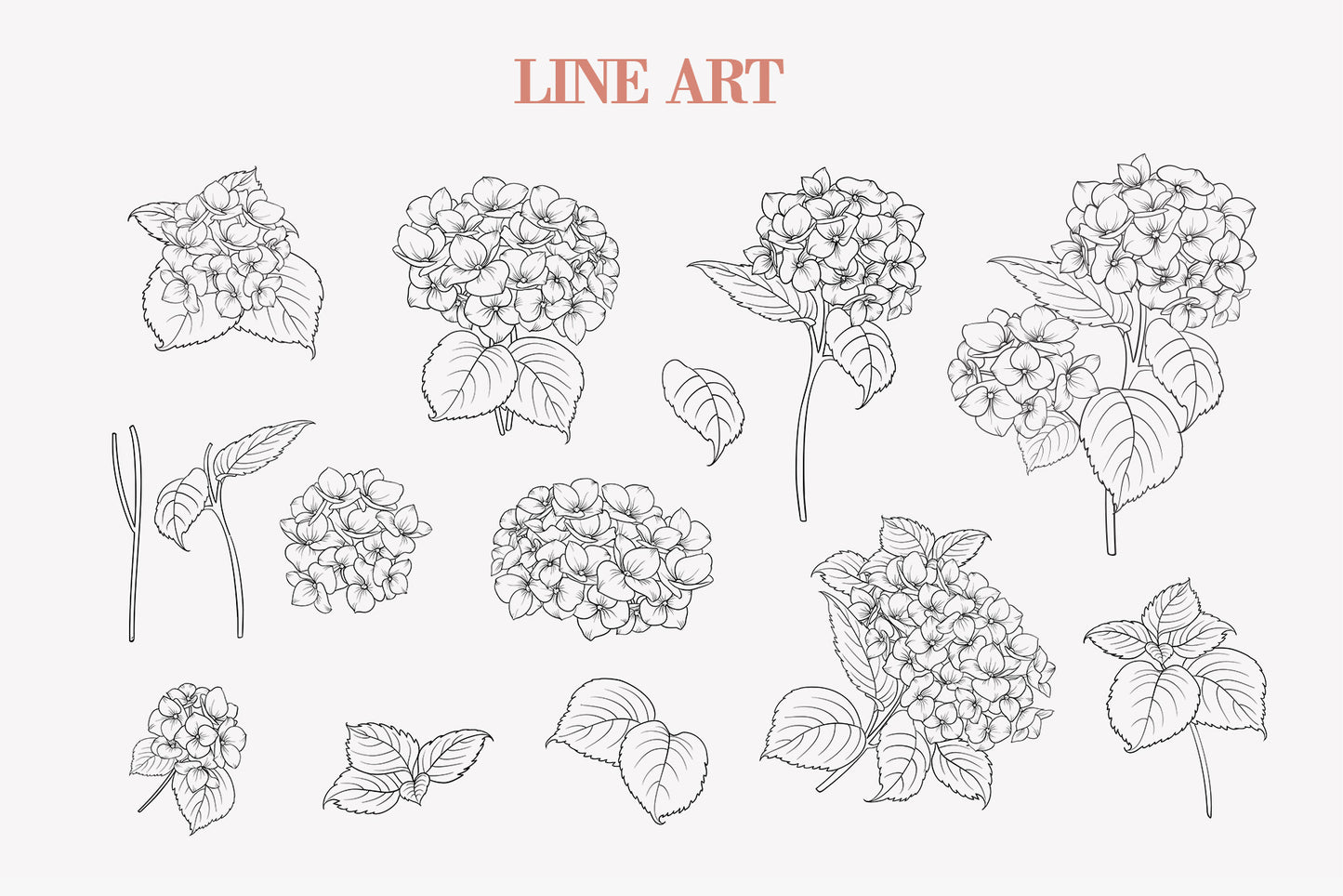 Line art illustration page showing detailed pen drawings of hydrangea blooms in clustered formations, individual flower heads, buds, and decorative leaf sprigs