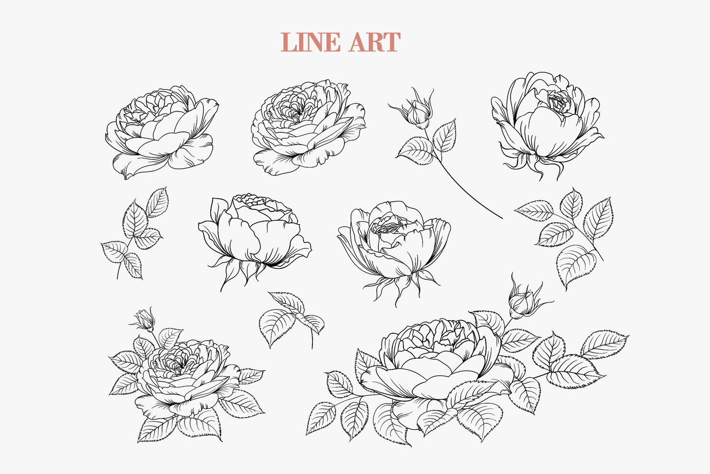 Line art illustration page featuring pen and ink drawings of rose blooms, buds, stems, and botanical leaf elements in various compositions and detail levels