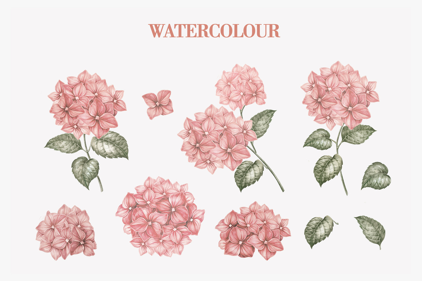 Watercolor illustration page displaying hydrangea flower clusters and individual florets with attached foliage, rendered in soft pink, coral, and green tones at multiple angles
