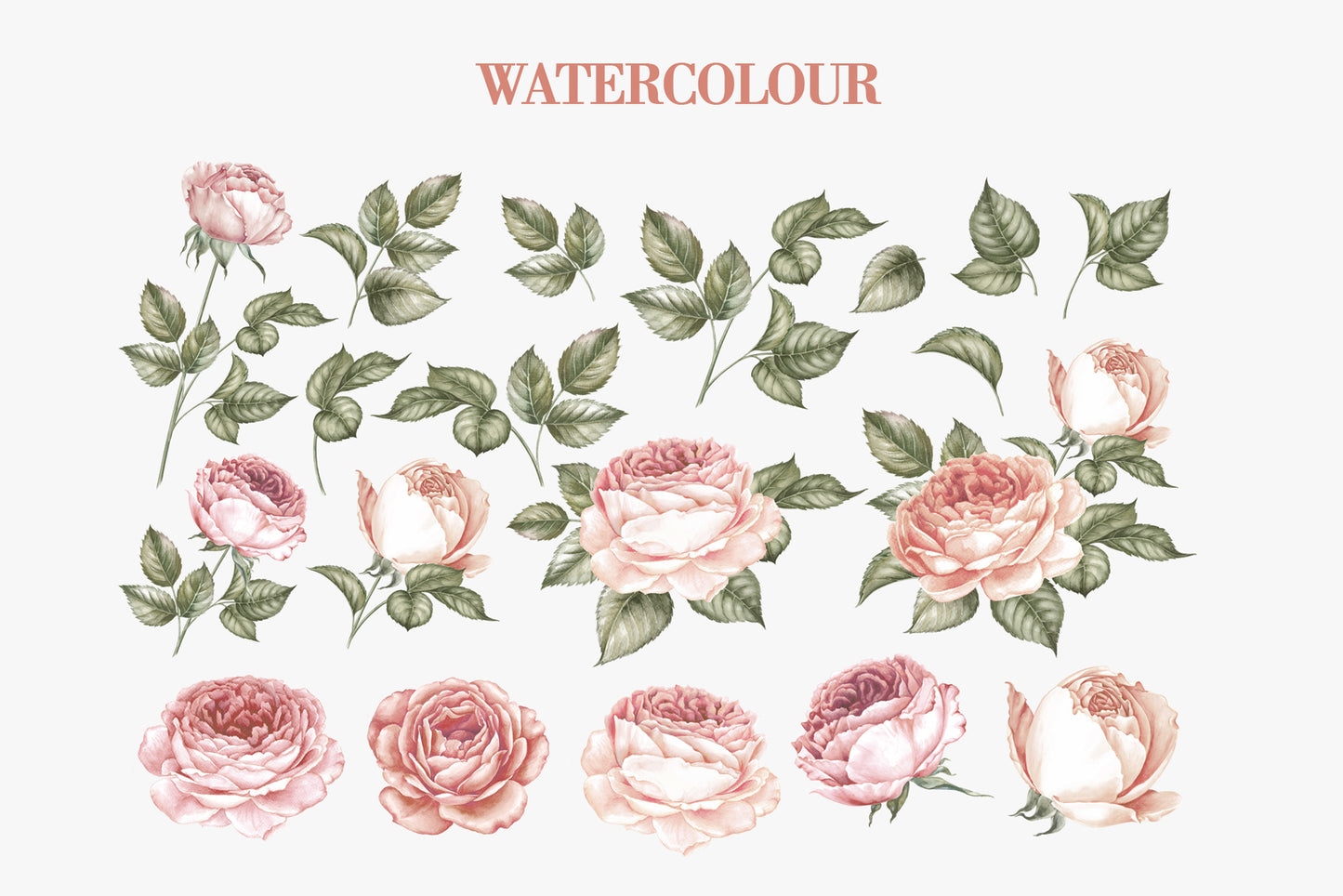 Watercolor illustration page showing individual rose blooms and leaf elements at various stages of bloom, from closed buds to full opened roses in soft pink and blush tones