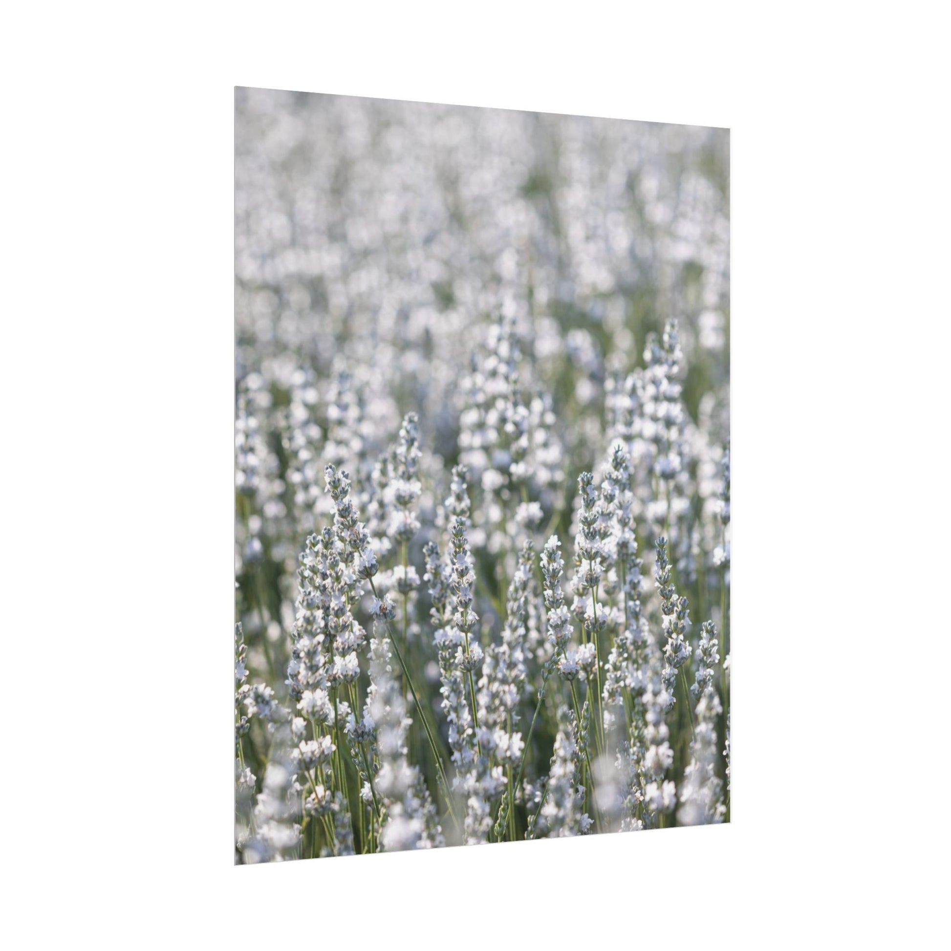 White lavender field art print shown at an angle on a soft neutral background
