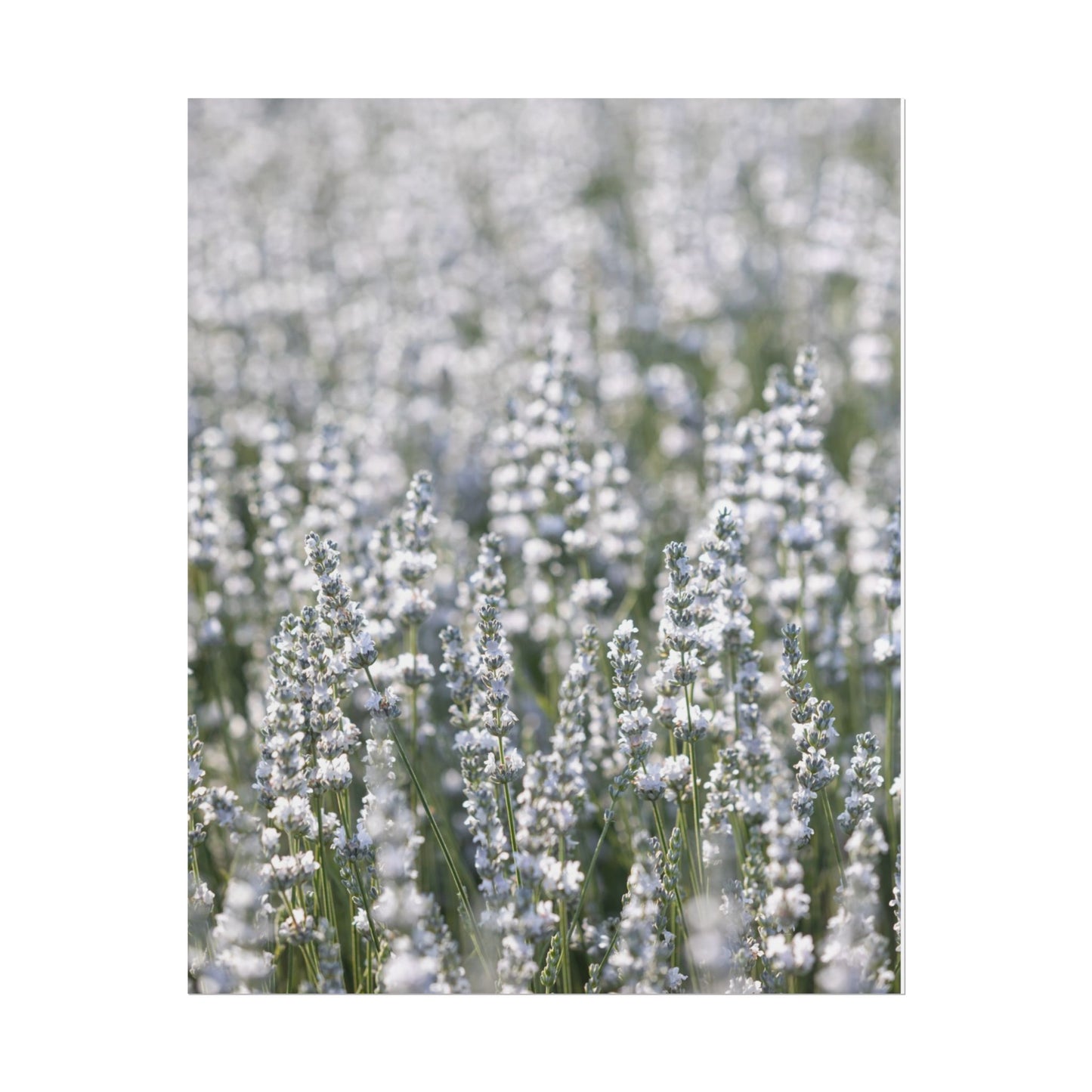 Close-up of white lavender field botanical art print on white background