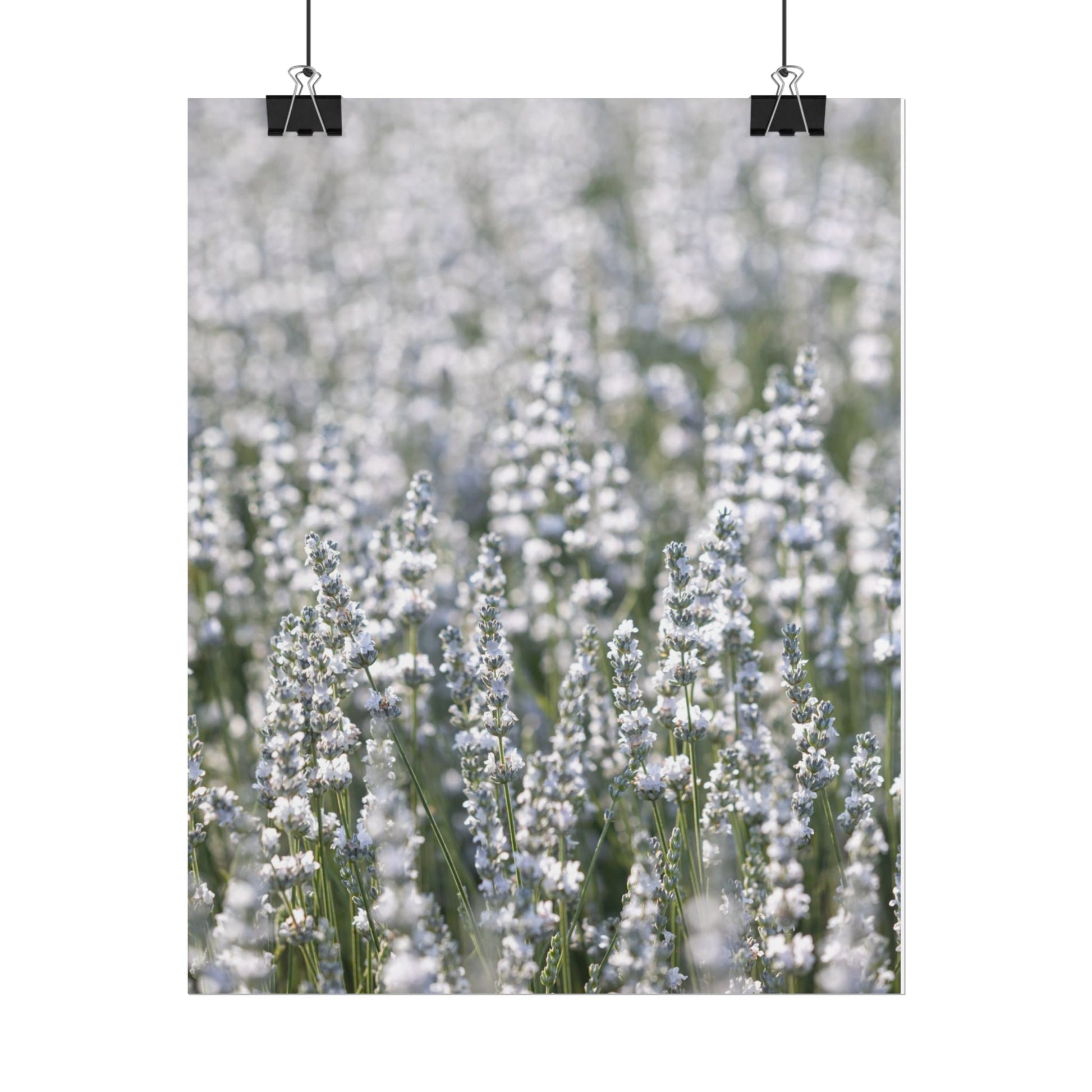 White lavender field botanical poster hung with binder clips against a white wall
