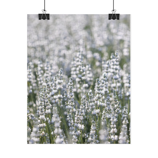 White lavender field botanical poster hung with binder clips against a white wall
